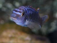 Labeotropheus trewavasae