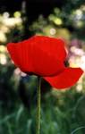 Mohn