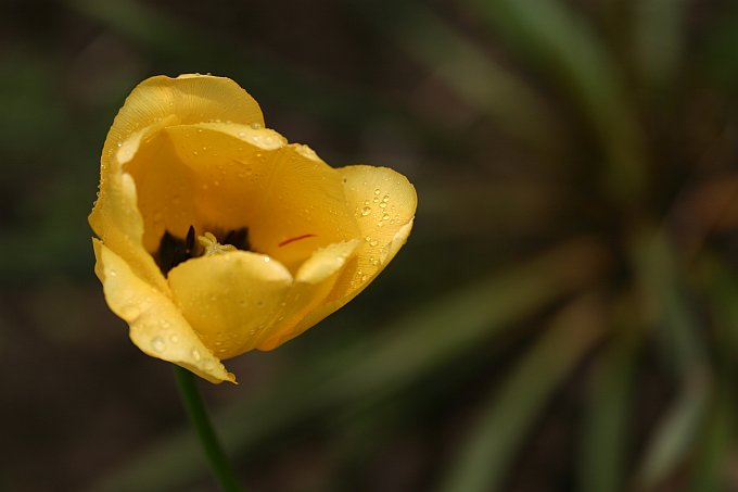 tulipan dla plfotowych pań