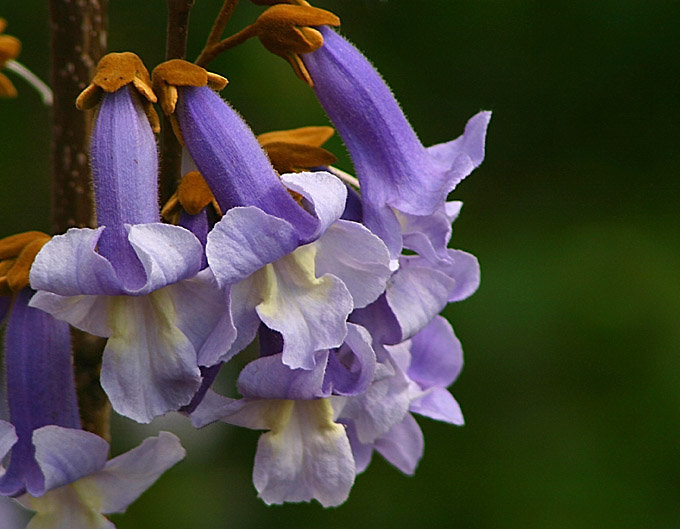 paulownia