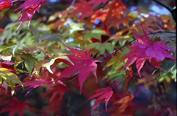 Autumn Leaves