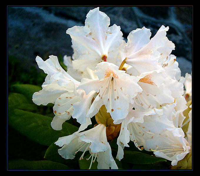 Rododendron