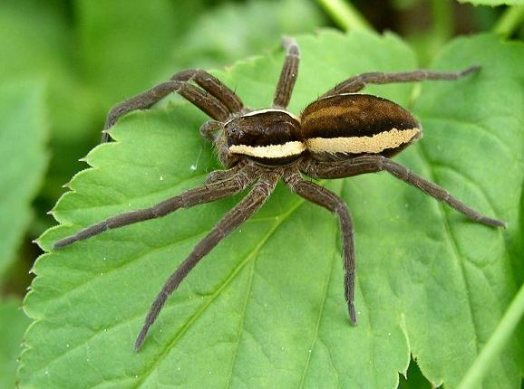 Dolomedes fimbriatus