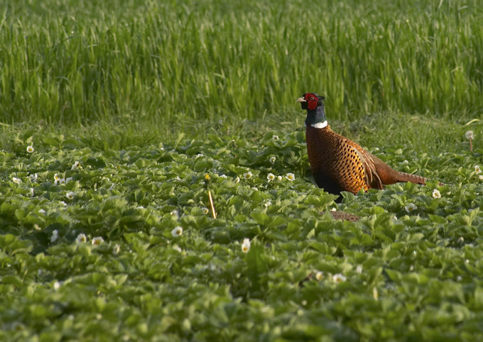 Strażnik truskawek