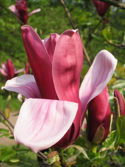 Magnolia 2