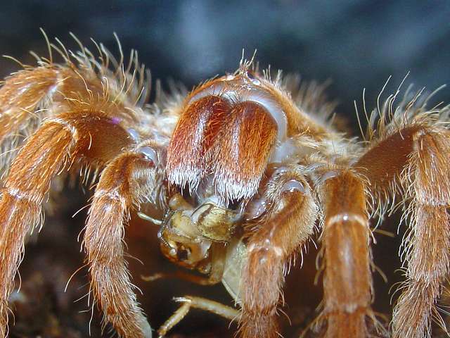 Citharischius crawshayi, znowu !! posilek świerszczowy