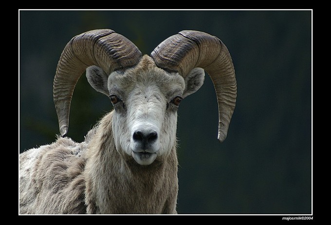 Rocky Mountains Sheep