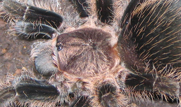 Brachypelma albopilosum