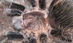 Brachypelma albopilosum