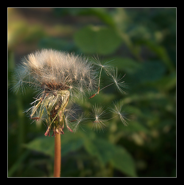 Taraxacum officinale