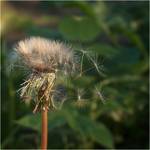 Taraxacum officinale