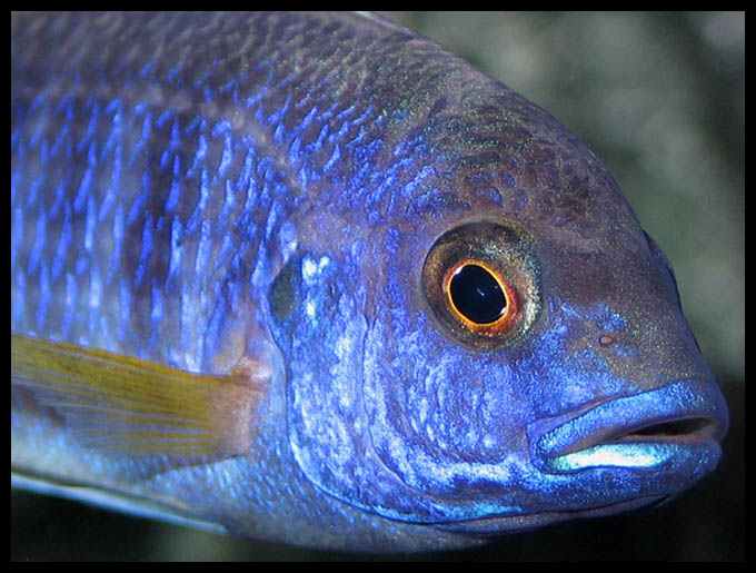 Pseudotropheus aceii