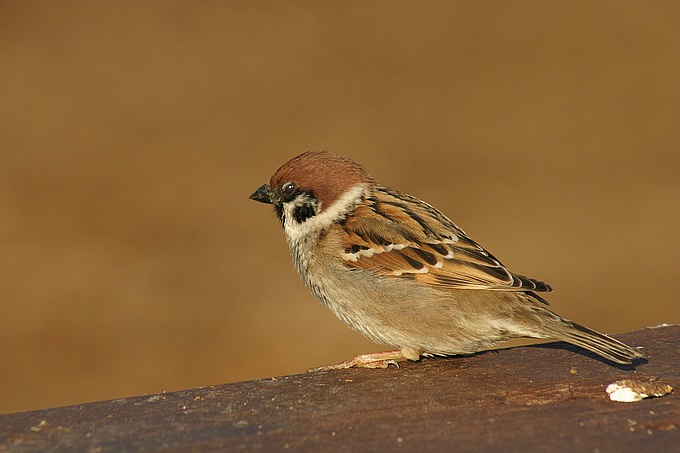 wróbelek