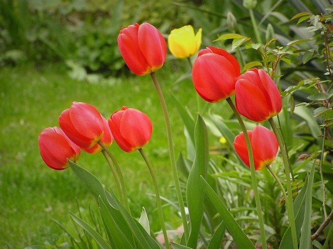 Tulipany 3/3