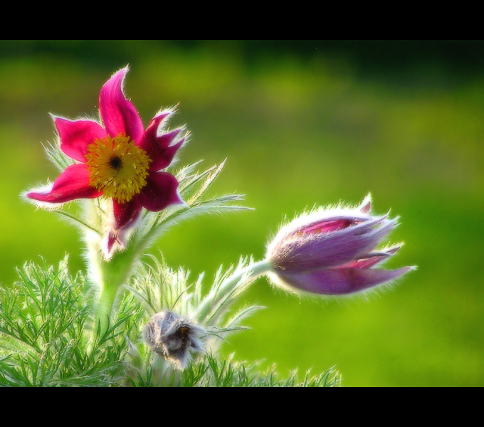 Sasanka (Pulsatilla)