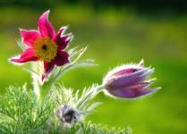 Sasanka (Pulsatilla)