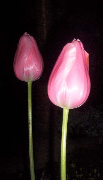 tulipan