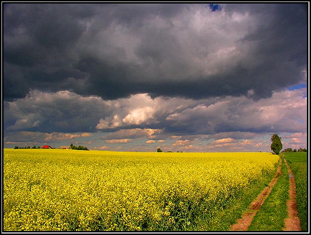 Kiczyk rzepakowy