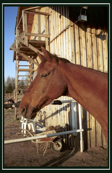 portret Rucerki