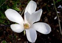 Magnolia2