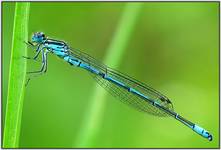 Coenagrion puella