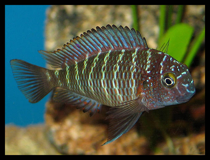 Tropheus