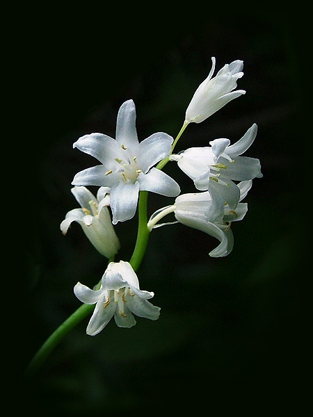 Blooms in white