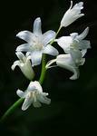 Blooms in white