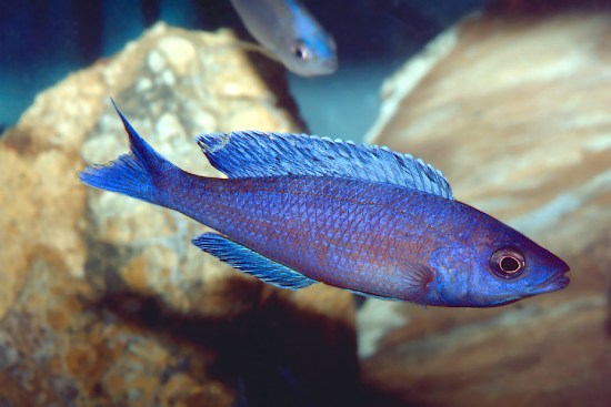 Cyprichromis leptosoma 'Kitumbe'