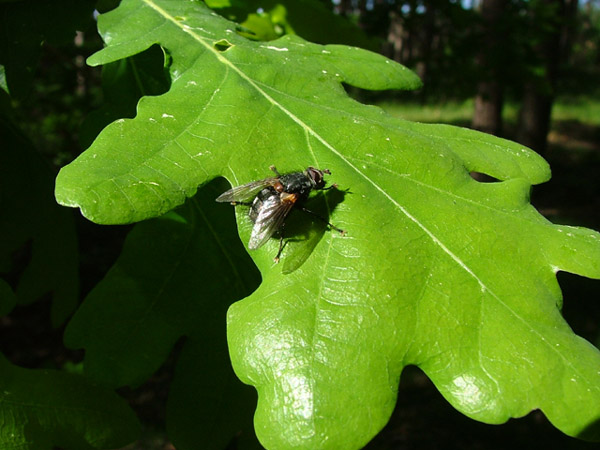 The Fly