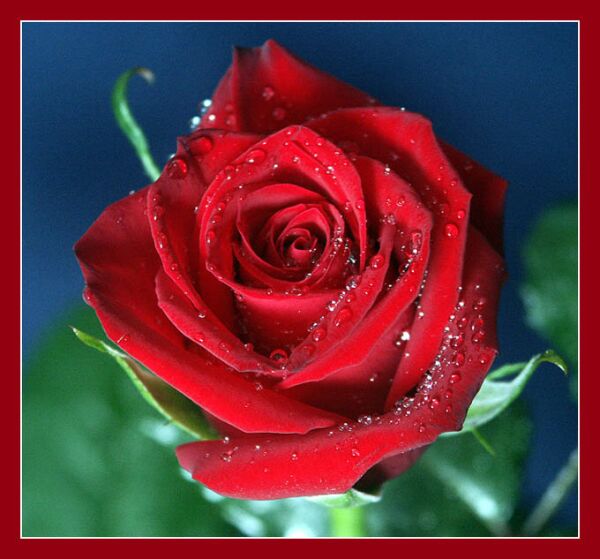 red rose...