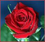 red rose...