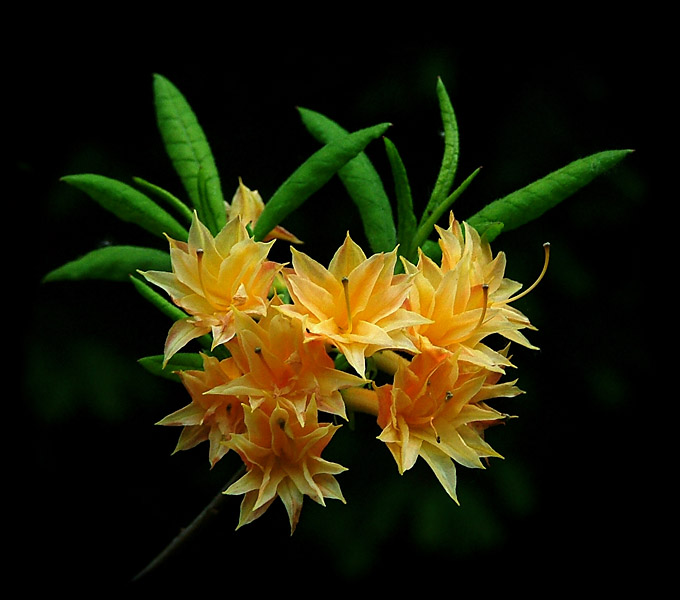 Blooms in orange