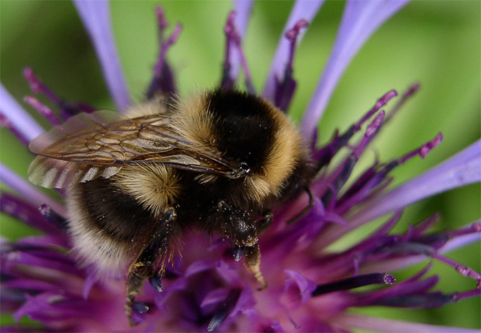 Bombus terrestris