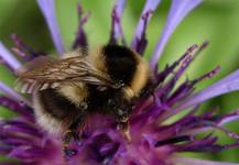 Bombus terrestris