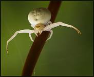 Groźny albinos