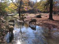 Pere David's deer