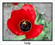 Tulipan