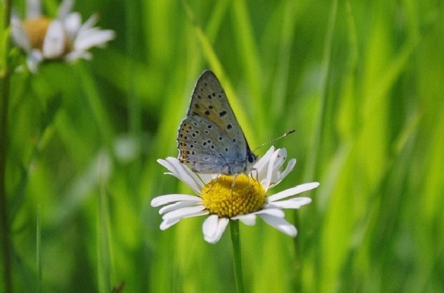 motyl