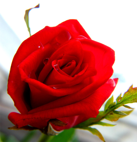 ...::: red rose :::...