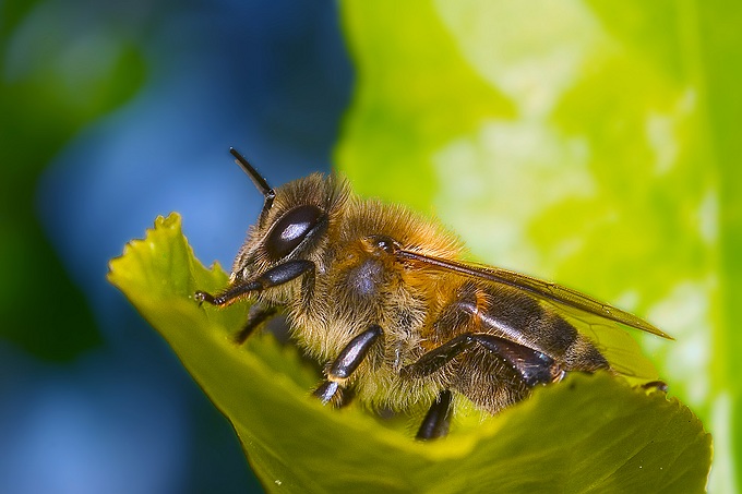 bee