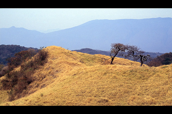 Sierra de Manantlan