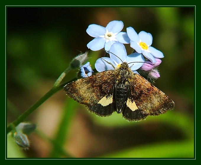 Panemeria tenebrata