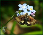 Panemeria tenebrata