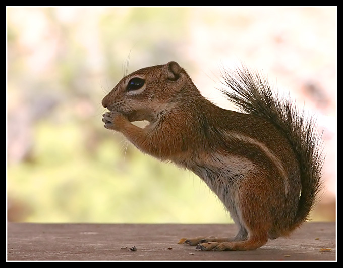 Chipmunk