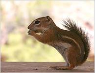 Chipmunk