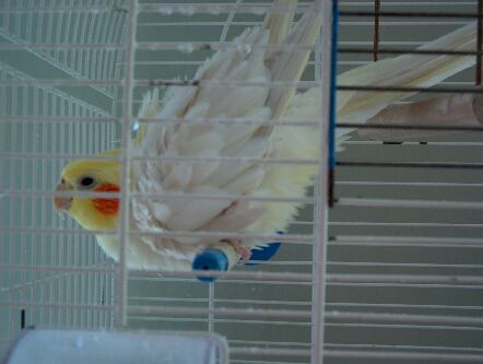 Radzio ( my parrot )