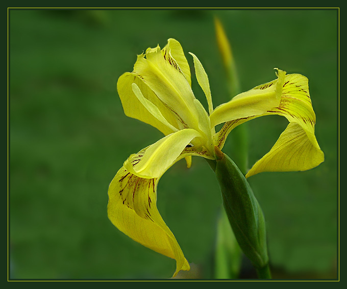 iris pseudacorus