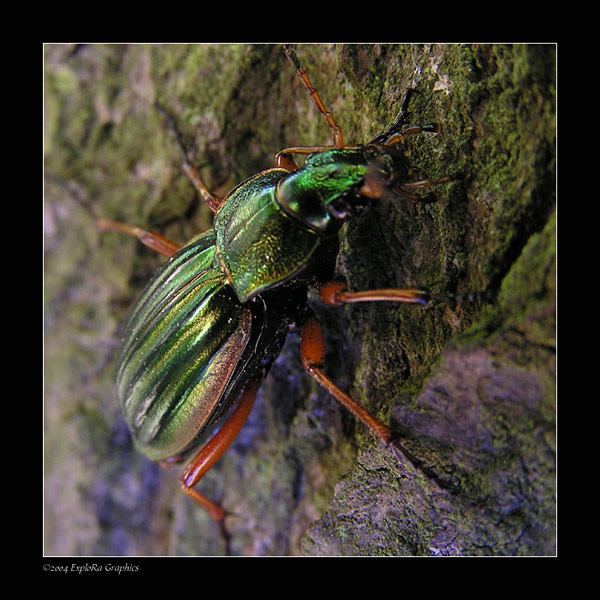 Przybysz w TechniColor :)