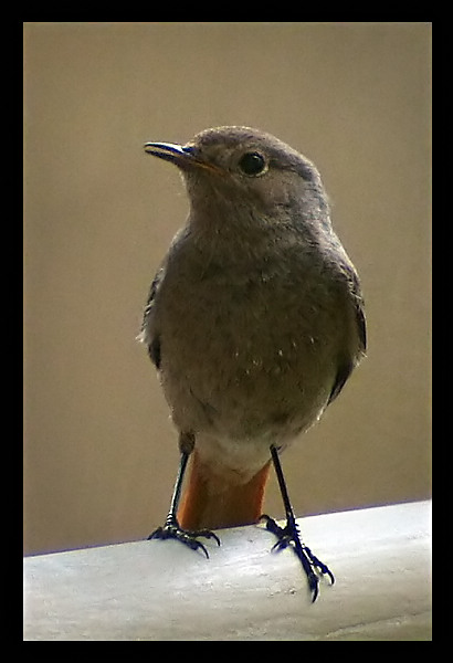 Kopciuszek (Phoenicurus ochruros)